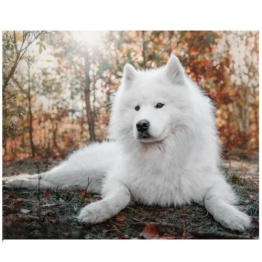 

Full Square 5D Diy Diamond Painting dog Samoyed Diamond Embroidery Cross Stitch Rhinestone Diamond Mosaic Home Decoration AA492
