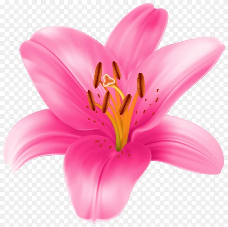 百合花 金合花 虎百合 百合花 白百合 百合透明png剪贴画图像png图片素材免费下载 图片编号644 Png素材网