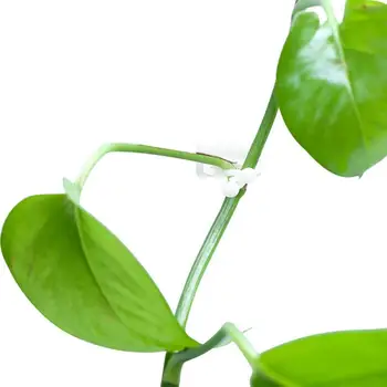 

20/30/50pc Invisible Wall Rattan Clamp Clip Invisible Wall Vine Climbing Sticky Hook Rattan Fixed Clip Bracket Garden Decoration