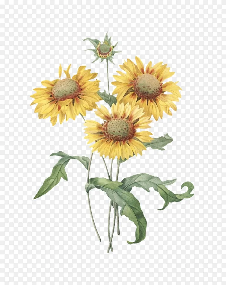 植物学插图普通向日葵版画 花png图片素材免费下载 图片编号 Png素材网