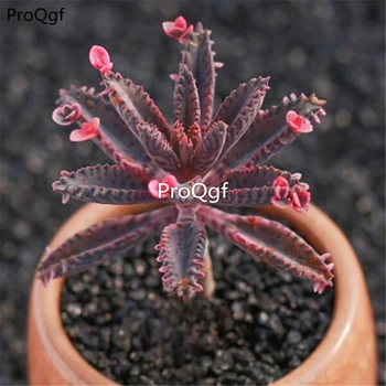 

Ngryise 3Pcs A Set Kalanchoe businiao