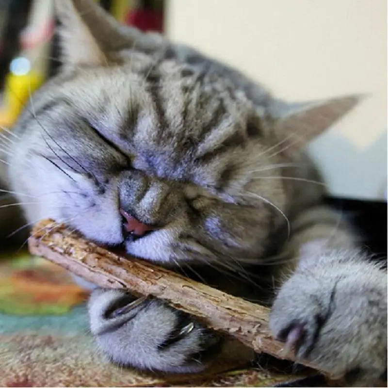 15&20pcs Natural Catnip Pet Cat Molar Toothpaste Stick Actinidia Fruit Silvervine Cat Snacks Sticks Pet Cleaning Teeth