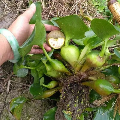 100 шт Свежие настоящие shuihulu Oo-Eichhornia crassilpes водные