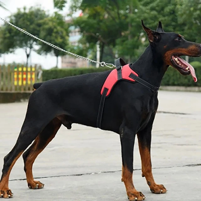 Pet Dog and Cat Adjustable Harness with Leash Reflective and Breathable for Small and Large Dog Harness Vest Pet Supplies 5