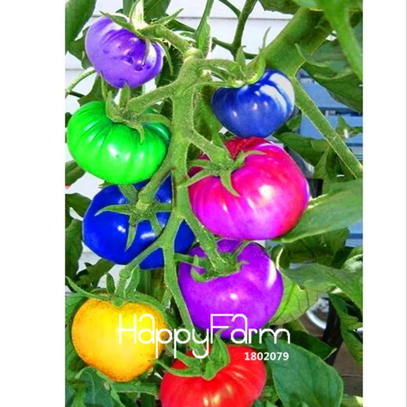 New Fresh 20 Pcs/Lot Rainbow Tomato Plants, bonsai organic vegetable& fruit Plantas,potted plant for home&garden