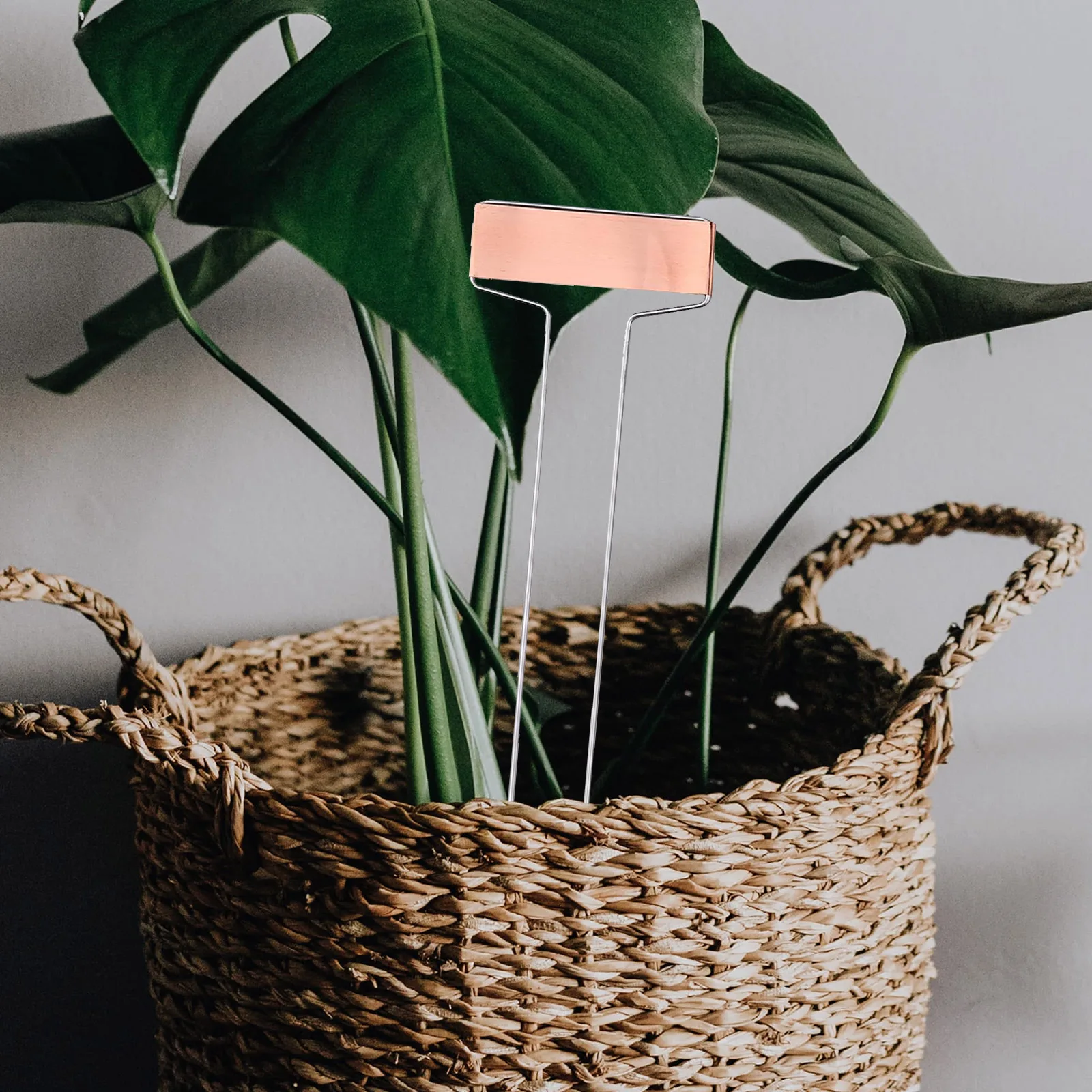 

20pcs 4/6/8/10 Inch Stainless Steel Brass Plate Metal Plant Labels Garden Stake Tags Reusable Planting Gardening Markers