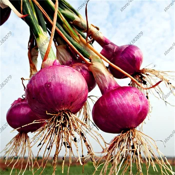 

Plant Flower Bath Salts Fuit Onion Essence 100Pcs XZZ-72