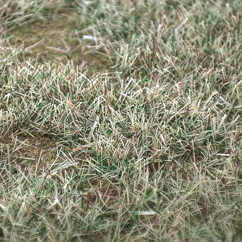 Premium 3mm Blended Season Static Grass - Perfect for Model Railway and Miniature Landscapes