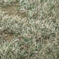 Barren Autumn Grass