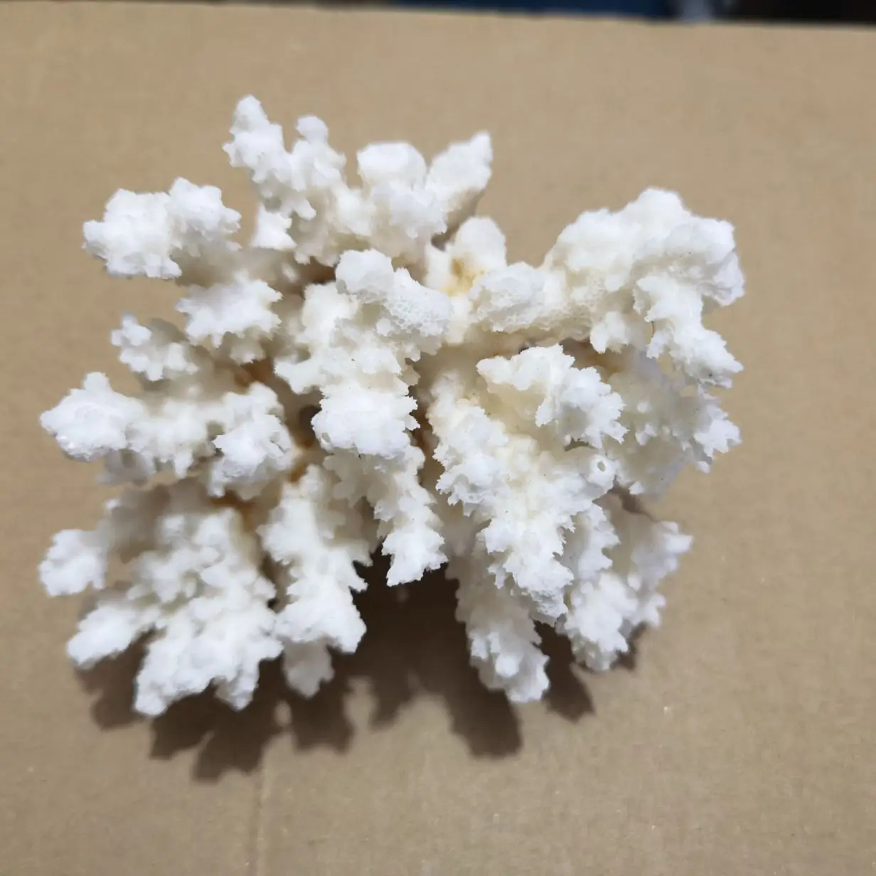 913cm 100 Natural Coral Sea White Coral Tree White Coral Aquarium