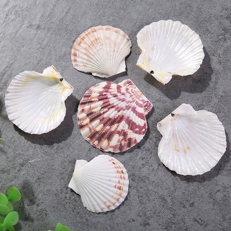 Flower Scallop Natural Color Pattern Marine Ocean Fish Landscape Decoration natural shell ornaments Mediterranean Style Home Decor 10pcs/Lot