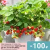 Strawberry Seeds strawberry seeds for growing in a pot balcony strawberry seeds (50 pcs) berry seeds plant seeds ► Photo 1/6