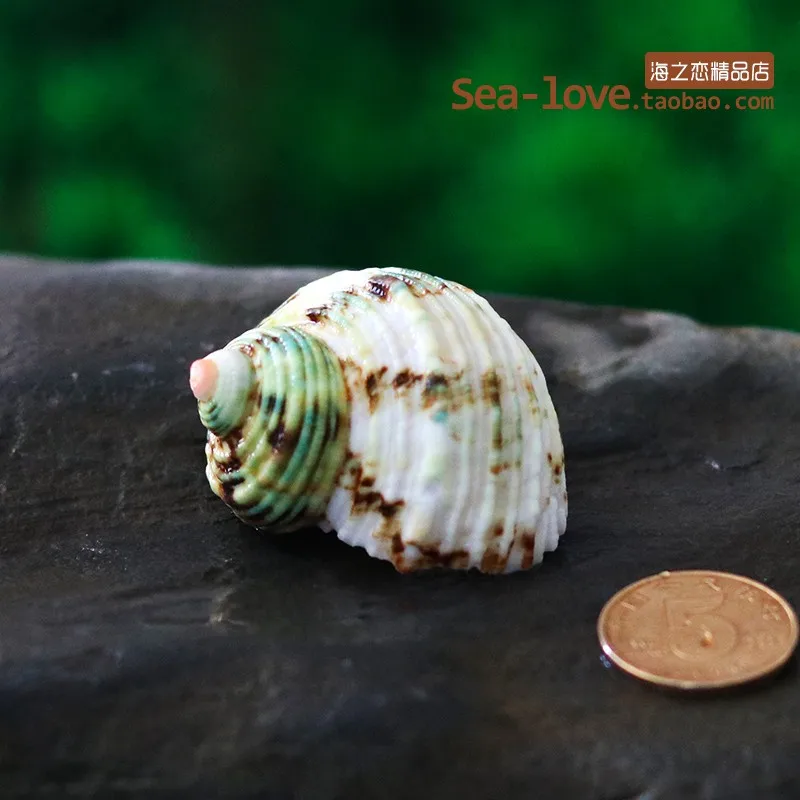 Silver Mouth Snail Natural Green Conch Shell Hermit Crab Shellfish Shell Aquarium Decoration Landscape Micro-landscape Ornaments