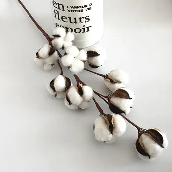 

10 Head New Pampas Grass DIY Dried Natural Cotton Branchs Cotton Real Plants Home Wedding Decoration Bouquet Ornaments
