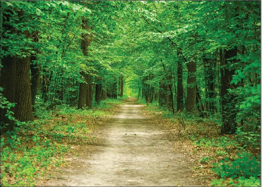 

SHUOZHIKE Vinyl Custom Photography Backdrops Prop Path Woods Scenery theme Photo Studio Background WQ19301-98
