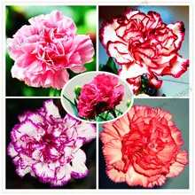 100 шт./пакет Гвоздика Сад бонсай Шабо цветы Флорес семильяс комнатные Редкие надпись «mother love» с цветочным узором для комнатного растения