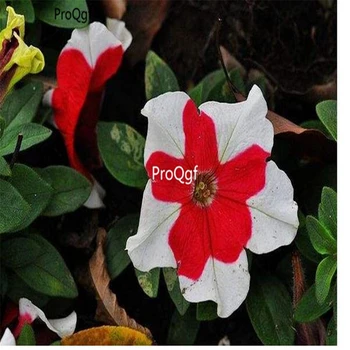 

Ngryise 8000pcs red white edge Petunia