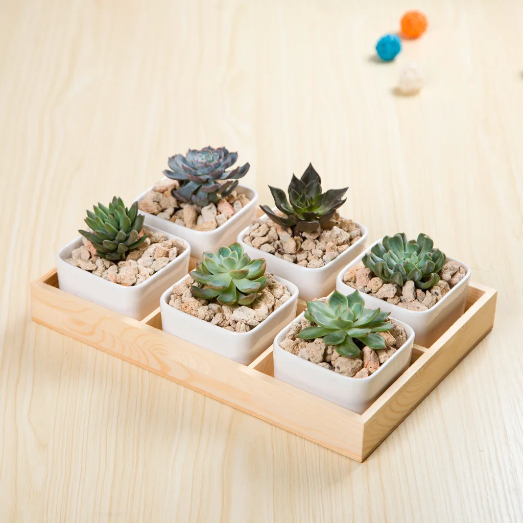 

Simple White Creative Succulent Ceramic with Solid Wood Bottom Case Zakka Six Grid Flowerpot Set Currently Available Supply