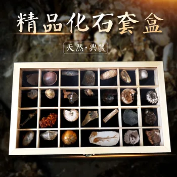 

28 Kinds Natural Fossils Natural Paleontological Fossil Natural Fossil Specimen Gift for Kids with Wooden Box Geography Teaching