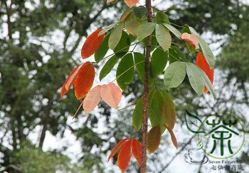 

Hevea Brasiliensis Para Rubber Tree Xiang-Jiao-Shu