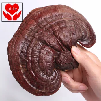 

Health Wild Reishi Mushroom(Organic)/Organic Gannoderma Liucium
