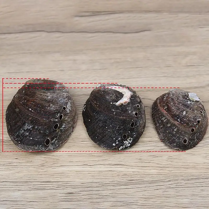 Natural Abalone Shell Large Sea Shells Nautical Home Decor Soap Dish Diy Fish Tank Aquarium Landscape Wedding Decor Abalone Shell Decor 10-12Cm