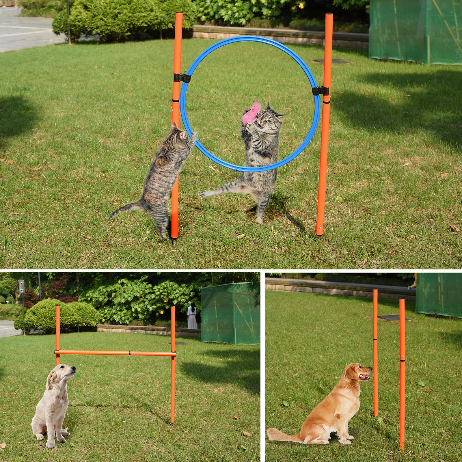 Dog Agility Courses For Beginners