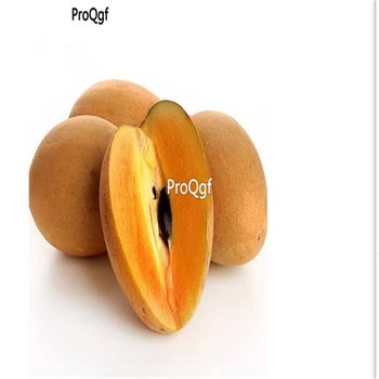 

Ngryise 30Pcs A Set Manilkara zapota