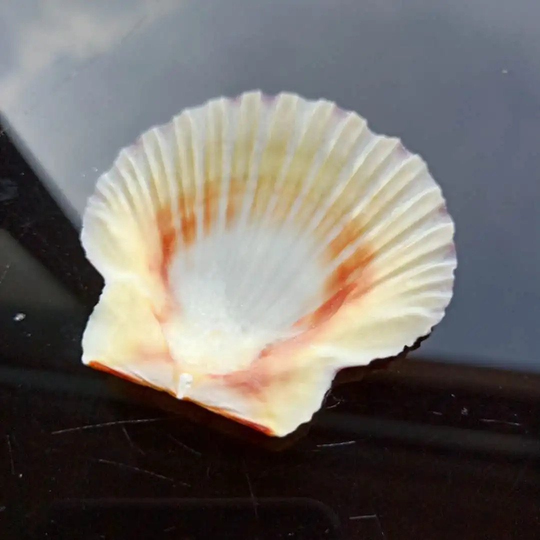 H957bc08242bd4501b62db5c20b6b3d73F.jpg?width=1080&height=1080&hash=2160