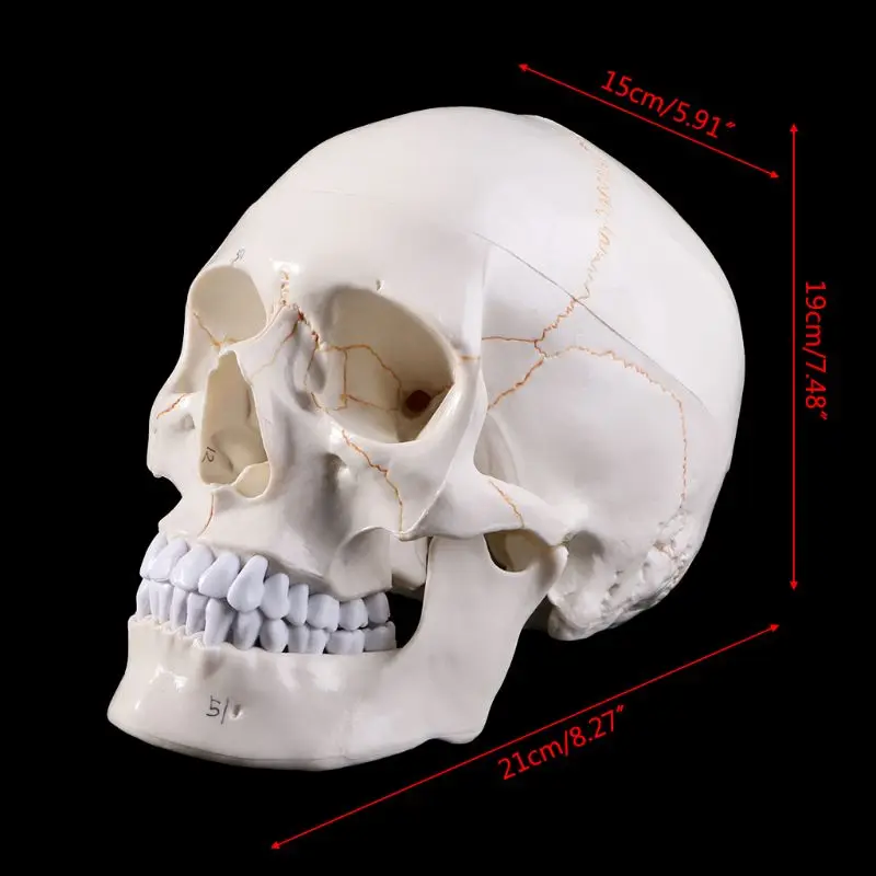Big Human Skull Replica Model Anatomical Medical Life-size Skeleton Head Teeth 