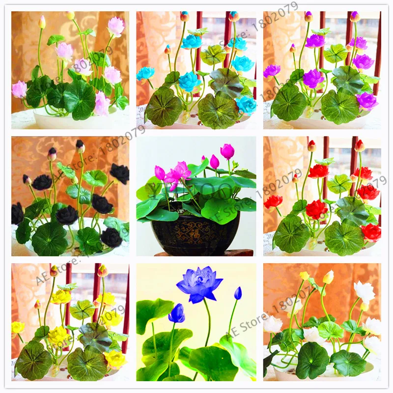 5 шт./пакет цветок лотоса, лотос бонсай, водные растения, водные растения водяная Лилия Цветок flores растений для дома и сада