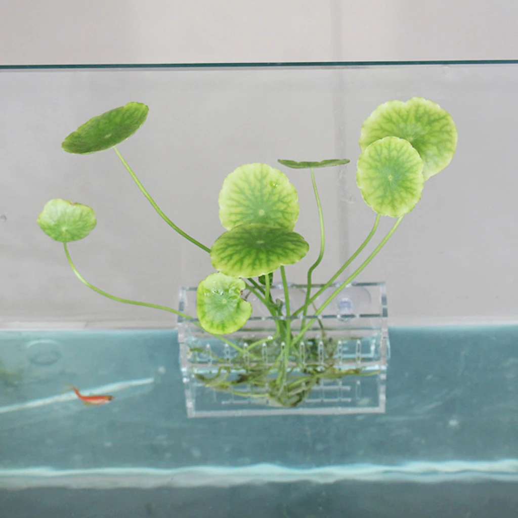Wall Suction Vase Planter Aquarium Plant Vase Holder Aquascaping Accs