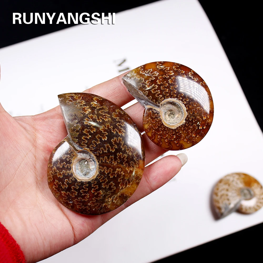 Runyangshi 1 шт. натуральный раковина ископаемый грубый камень орнамент аммонит