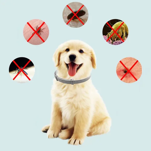 벼룩과 진드기 방지 목걸이, 개 기생충 방지 목걸이, 고양이 목걸이, 반려동물 용품, 애완동물 용품, 8 개월 강아지, 신제품 2