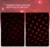 LED Car Roof Star Night Light Projector Atmosphere Galaxy Lamp USB Декоративная Лампа Регулируемая Несколько Световых Эффектов