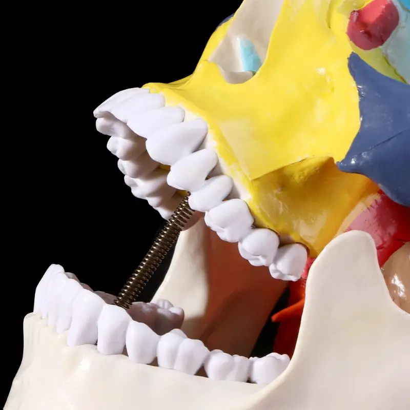 

Life Size Colorful Human Skull Model Anatomical Anatomy Medical Teaching Skeleton Head Studying Teaching Supplies R9UA