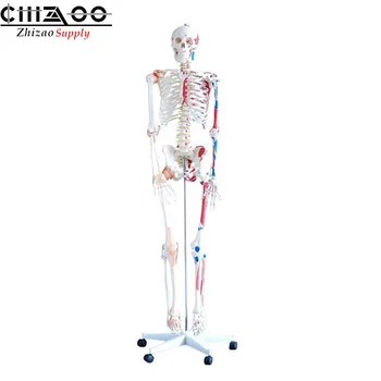 

Medical 180cm Anatomical Human Skeleton Model with Ligaments and Painted Muscles