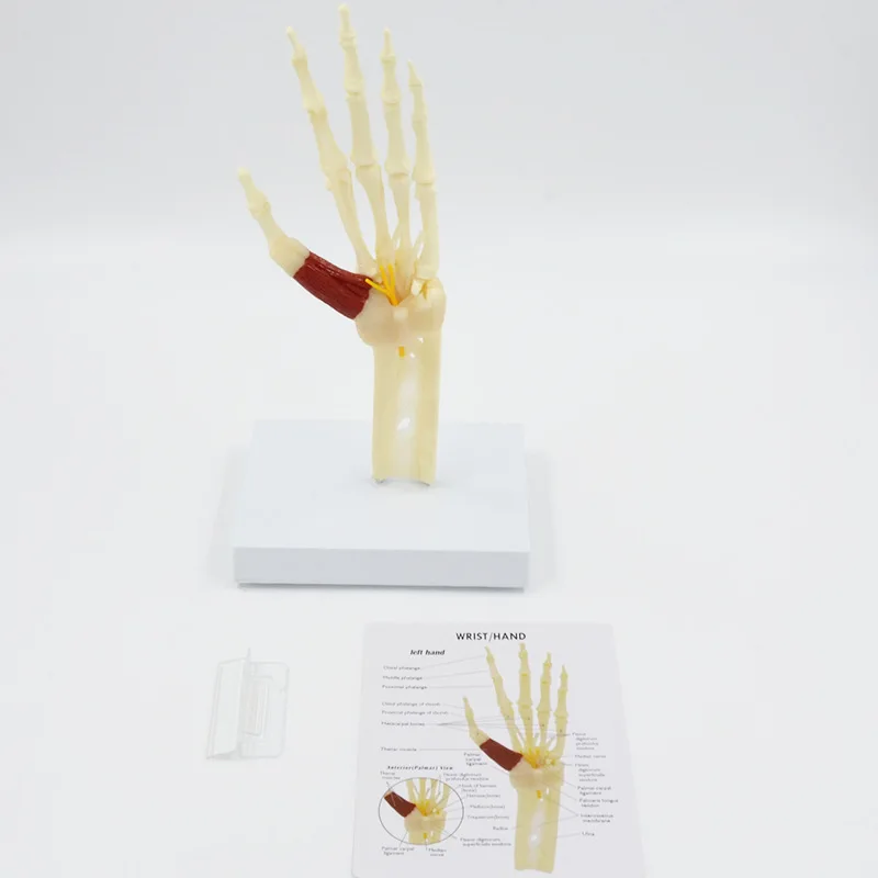 Human Hand Joint Ligament bone Anatomy Model Medical Science Teaching Resources