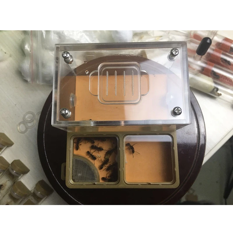 Nido de hormiga verde militar, impresión 3D, suelo plano de yeso, granja de hormigas acrílicas