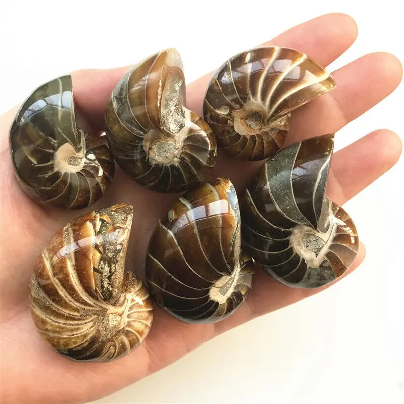 Натуральный аммонит Nautiloidea 10-150 г минеральный образец раковины исцеляющий