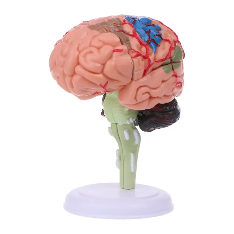 

4D Disassembled Anatomical Brain Model Anatomy Medical Teaching Tool Statues Sculptures Medical School Use