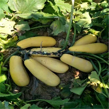 

Plant Bath Salts Squash Vegetables Essence 100Pcs XZZ-189