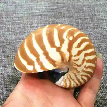 

Tiger Nautilus Shell Seashell