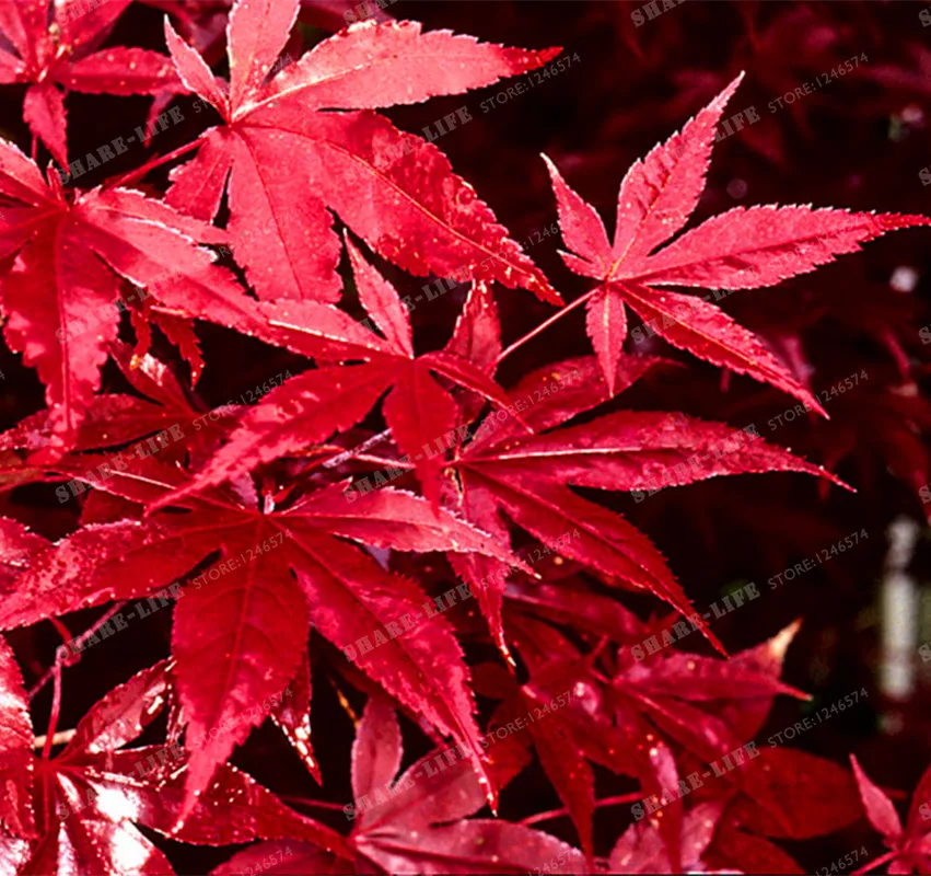 20 шт./упак. настоящий японский красный призрак кленовое дерево бонсай acer Palmatum с. темно-пурпуровая для садовое насаждение на все сезоны