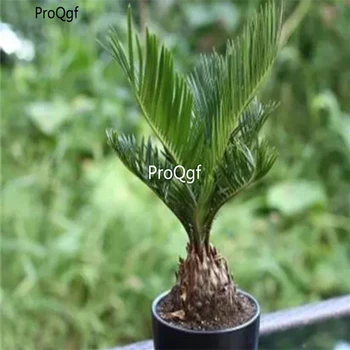 

Ngryise 1Pcs A Set Sago Cycas