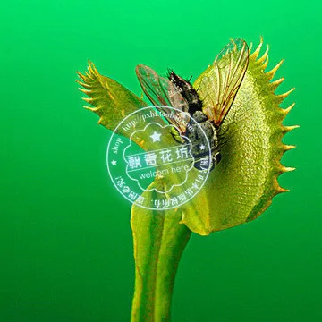 Акция только сегодня!$0,6 получить 2000 шт Dionaea muscipola гигантский зажим Венера Flytrap Сад бонсай растения Цветок Флорес