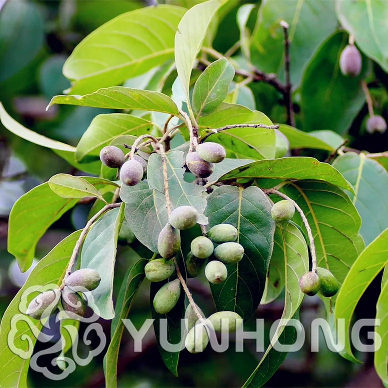 Лиственные деревья терминалия чебула бонсай 10 шт, семья Combretaceae Myrobalan завод, китайский желтый харитаки он Цзы бонсай