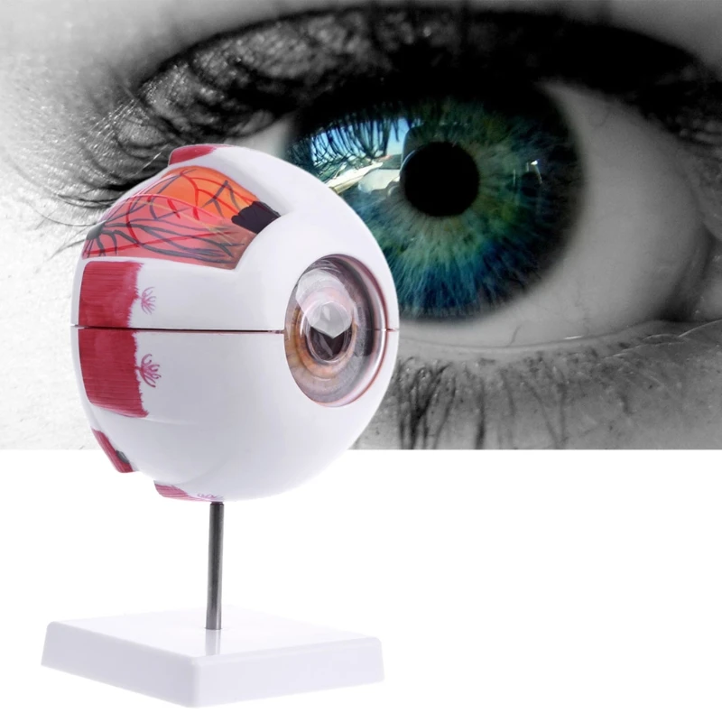 

Human Anatomical Natural Eyeball Model Medical Learning Aid Teaching Instrument R9UA