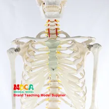 170 см модель скелета человека спинного нерва Белый Скелет йога обучение медицине Mgg304