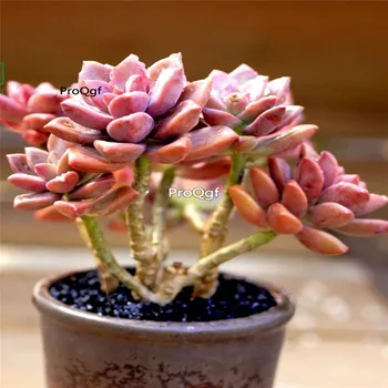 

Ngryise 2Pcs A Set Graptopetalum paraguayense cluster